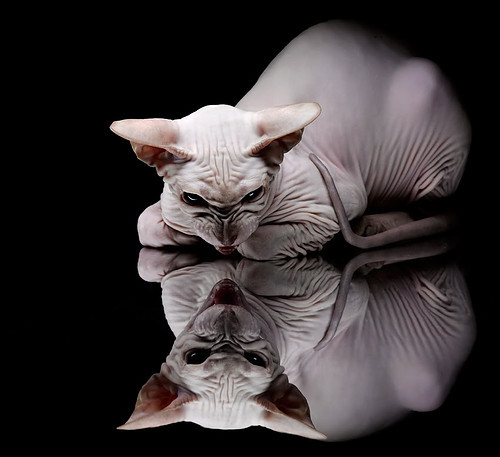 WRC首秀车手:新面孔如何挑战传统强手?,wrc哪个车队最厉害