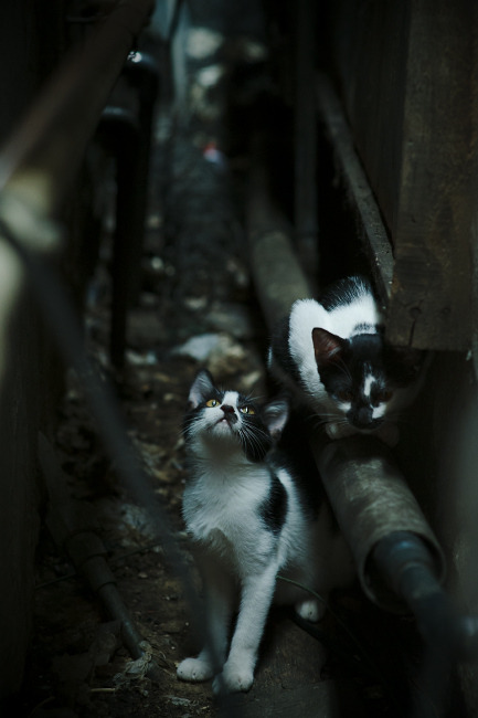 LeyuSports-_森林狼士气高昂，冲击季后赛目标_，森林狼打进季后赛