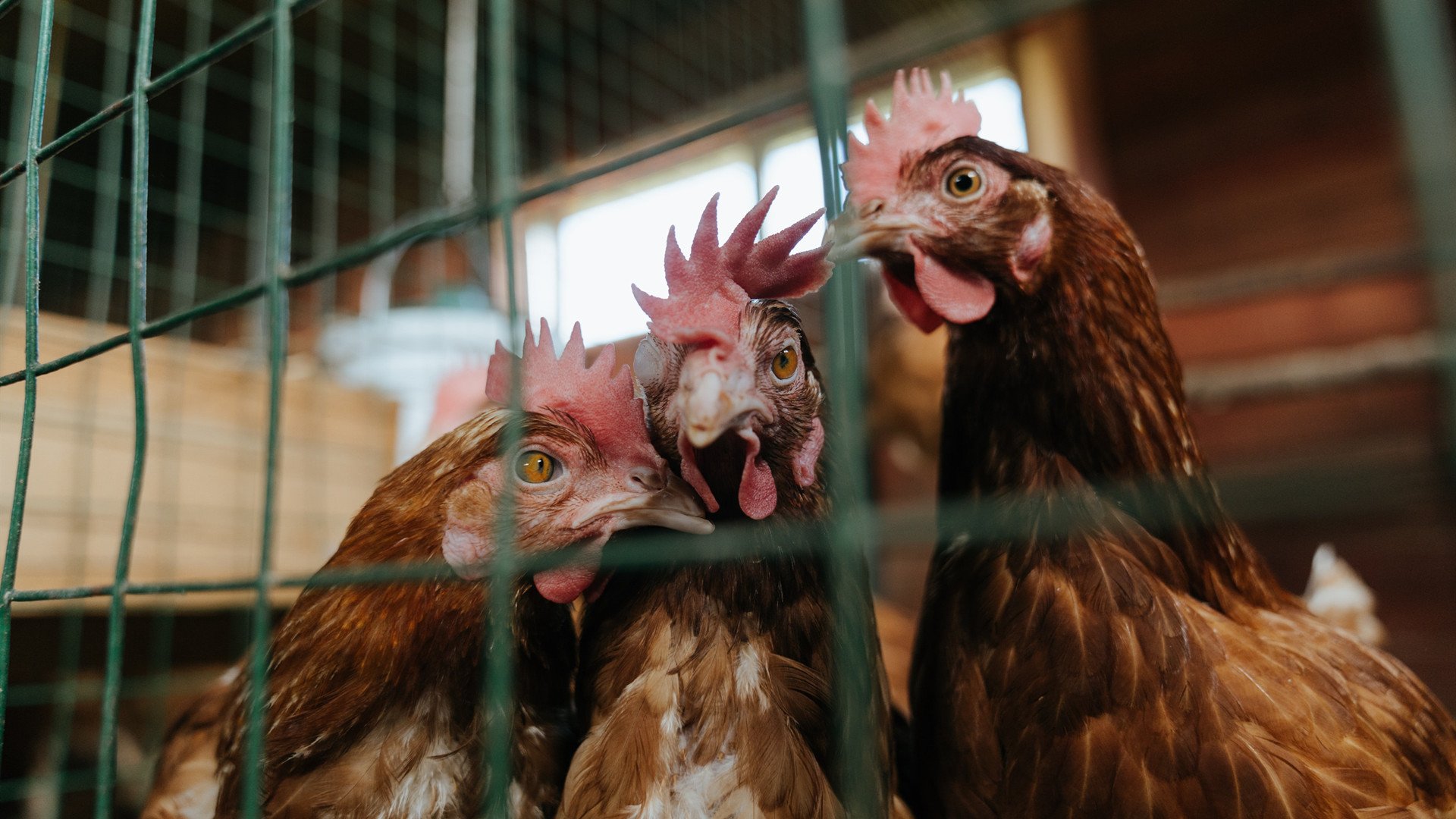 一方主场告捷，权健难抵连败境地，权健最尴尬外援或被租半年 卡帅亲自为他找下家