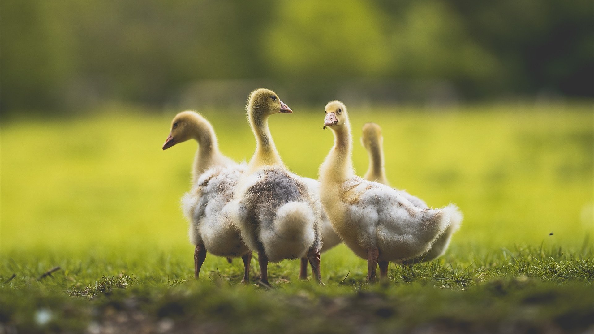 乌帕梅卡诺被评为法甲最佳后卫,乌帕梅卡诺技术特点