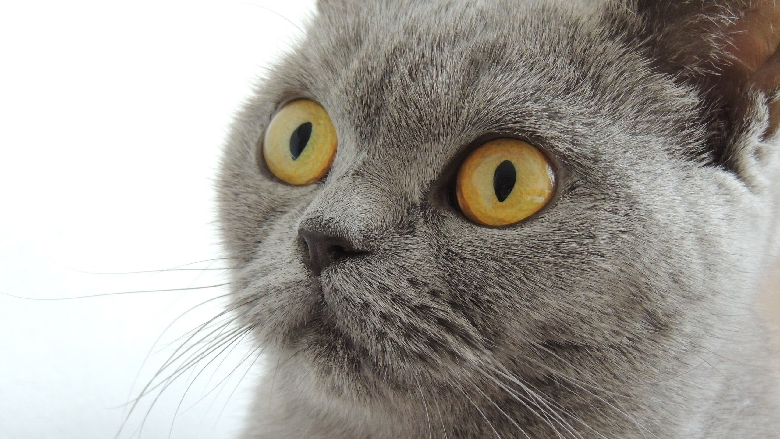 勇士客场力克老鹰,继续领跑西部,勇士vs老鹰4.5