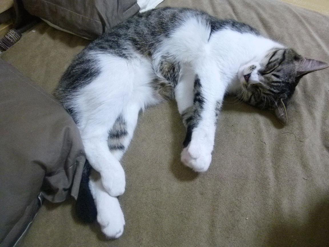 乐鱼（LEYU）体育-勇士客场力克老鹰，继续领跑西部，勇士和老鹰比赛直播