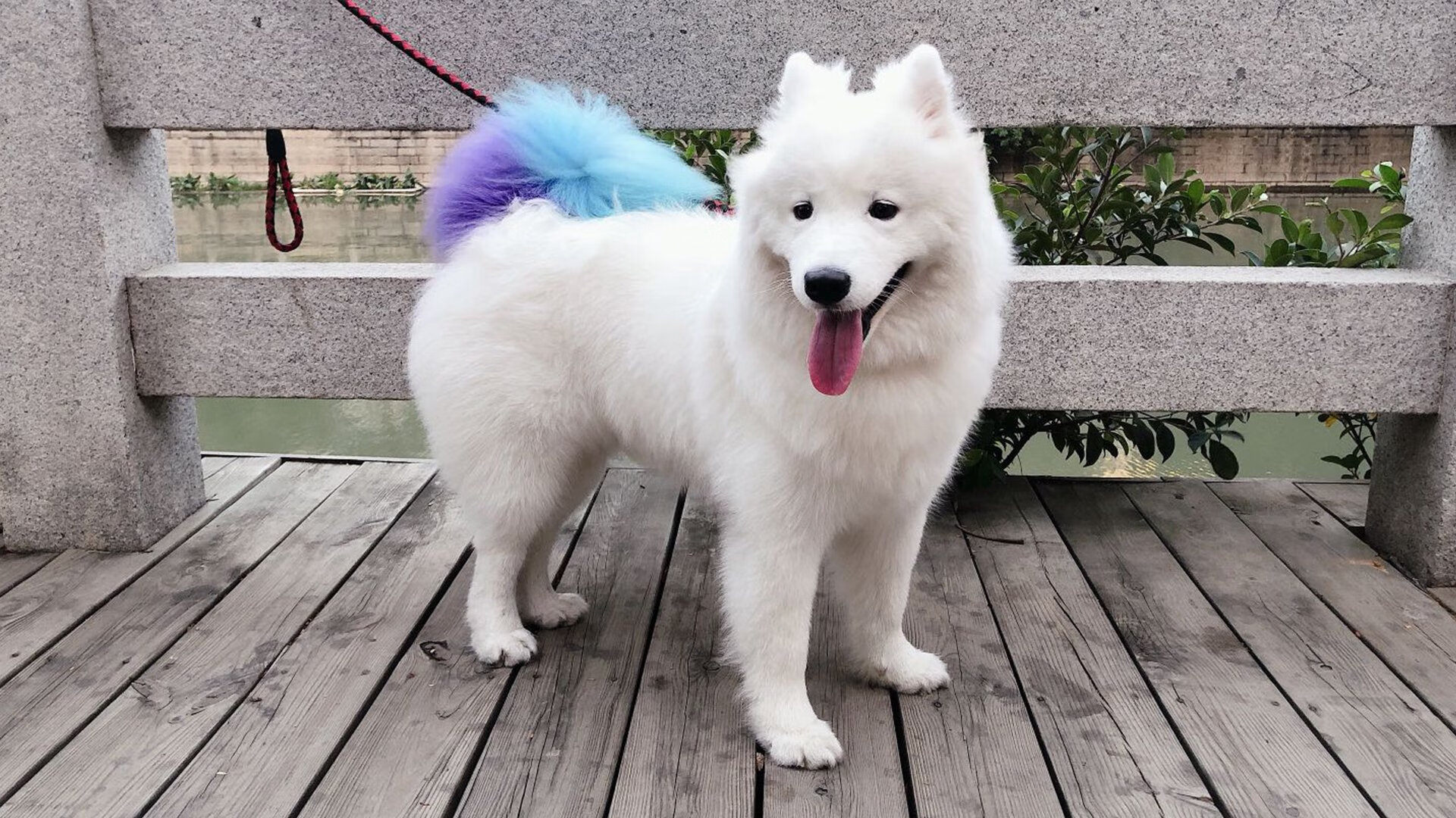 leyu乐鱼-尤文图斯客场逼平维罗纳，C罗梅开二度建功，尤文图斯vs维罗纳比分