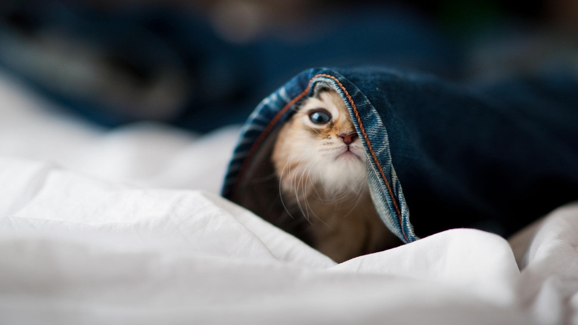 LEYU乐鱼体育官方网站-战火重燃，球场上的激情斗志点燃观众热情，球场上热血的话语