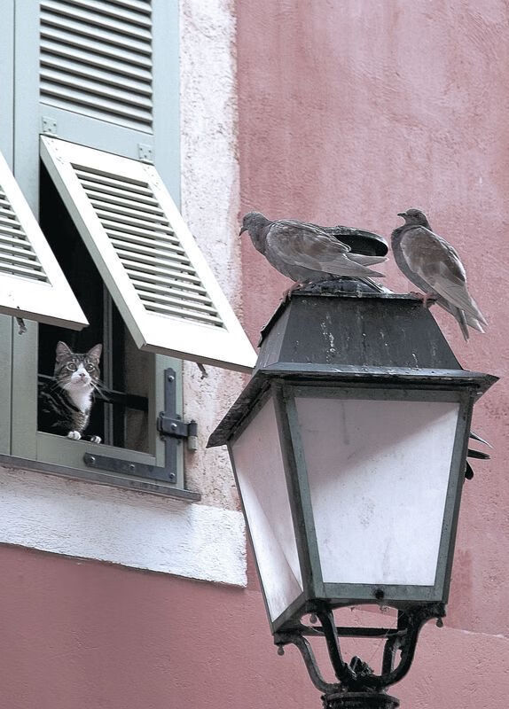 乐鱼电竞在线平台登录入口-森林狼队失利后调整阵容，迎战强敌备战，森林狼队伍