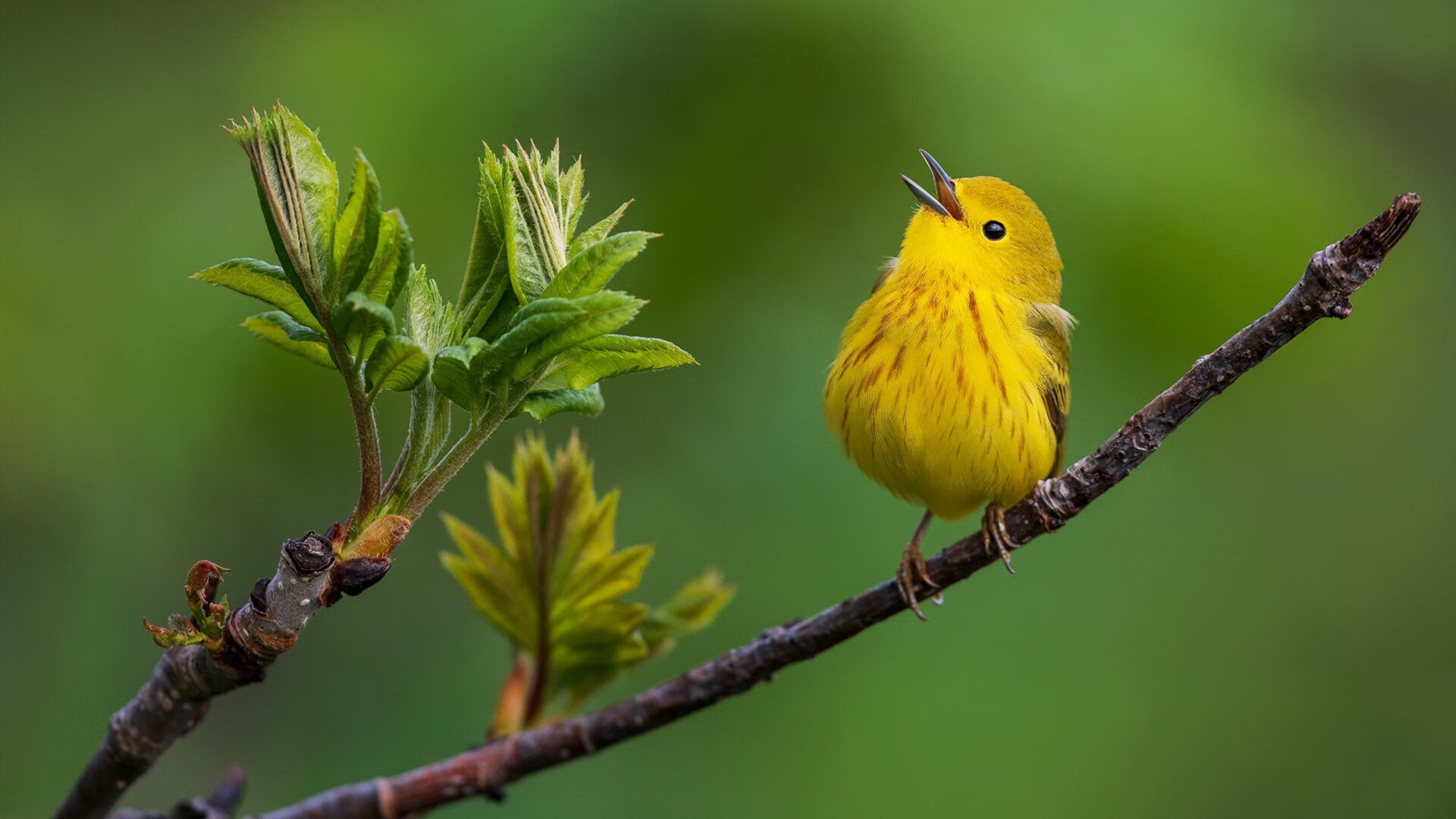 森林狼队小胜争议,季后赛尘埃落定,森林狼队比赛