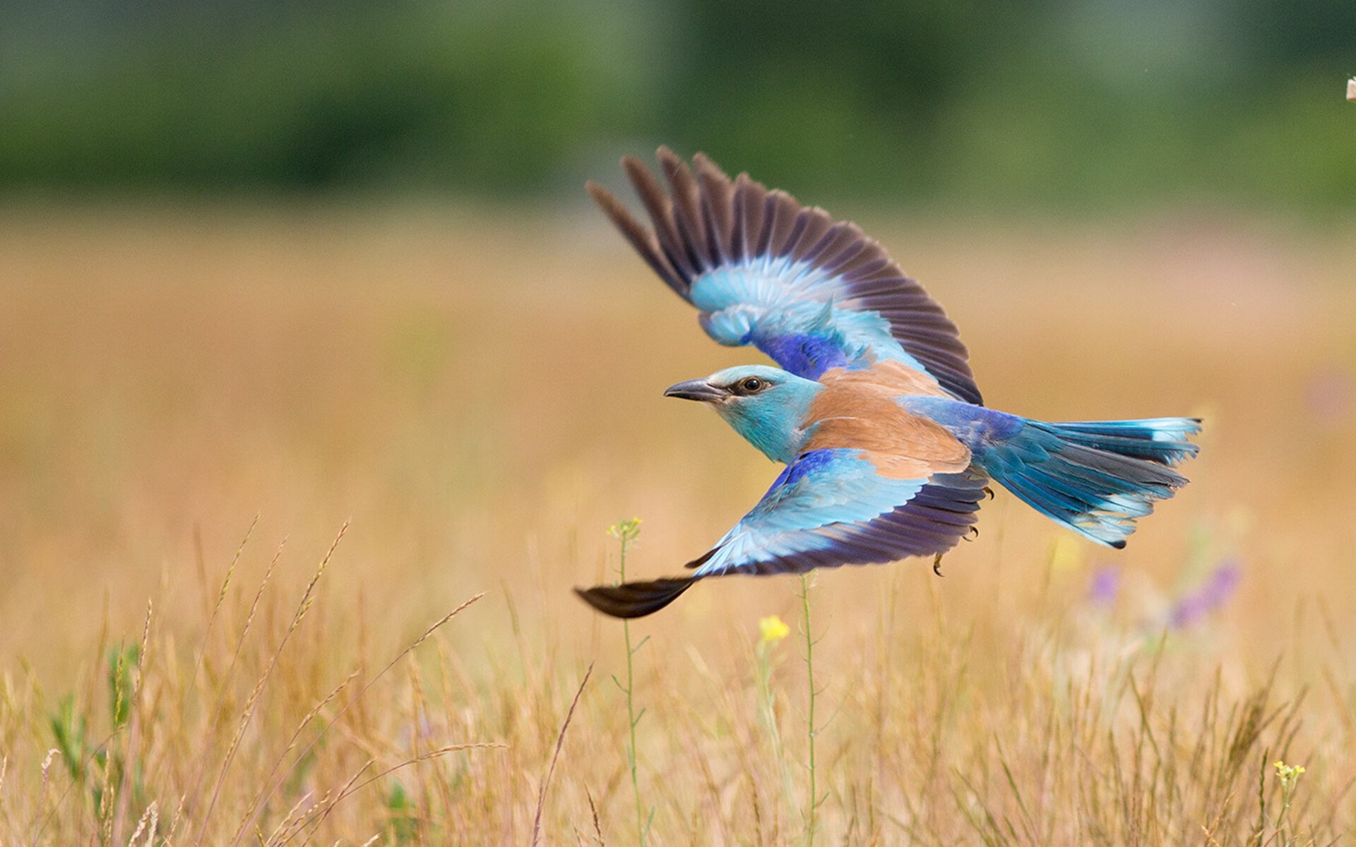 瑞士女足实力强劲，小组第一晋级，瑞士女足名单