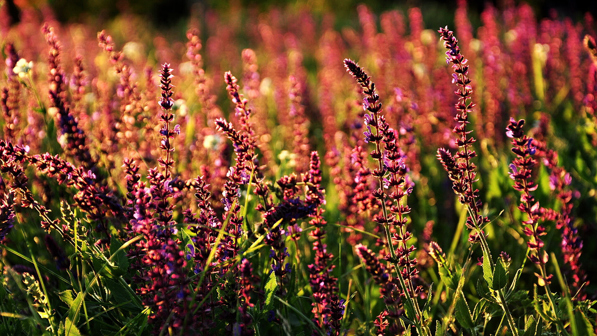 乐鱼体育App下载-瑞士客场告负，晋级形势岌岌可危，瑞士上场名单