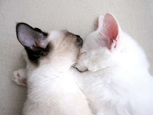 全运会首次引入家庭观赛包激活亲子参与，全运会观看渠道