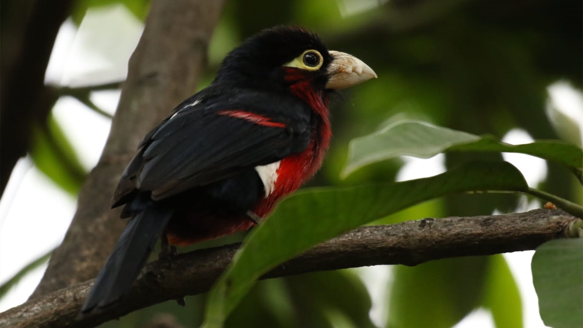 比赛节奏断裂是否影响中场球员判断与站位，球队节奏
