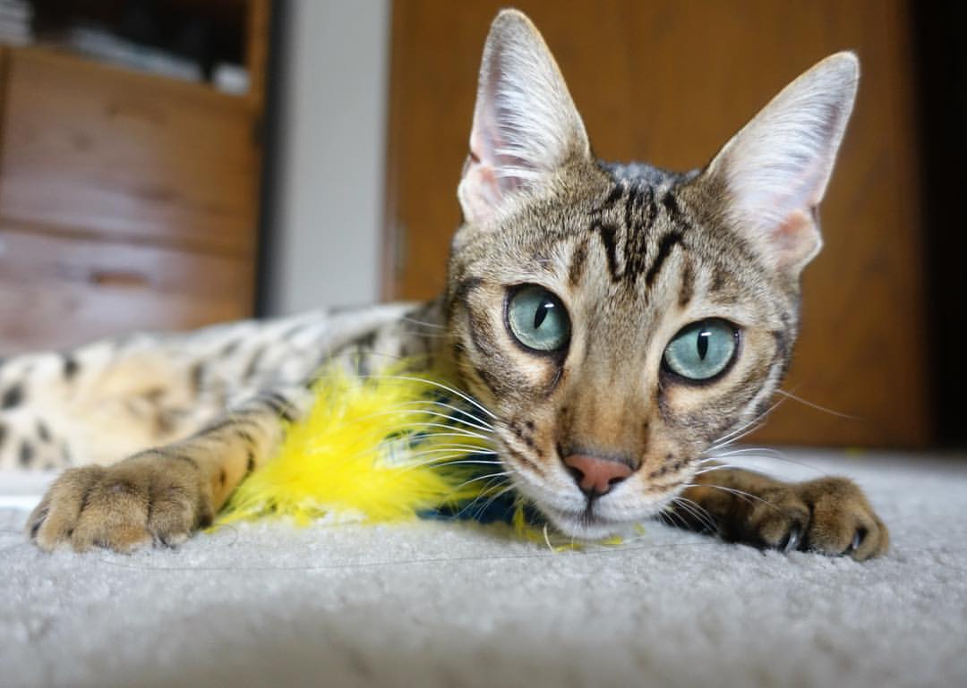 男子100米自由泳技术数据解读，男子100米自由泳技术数据解读视频