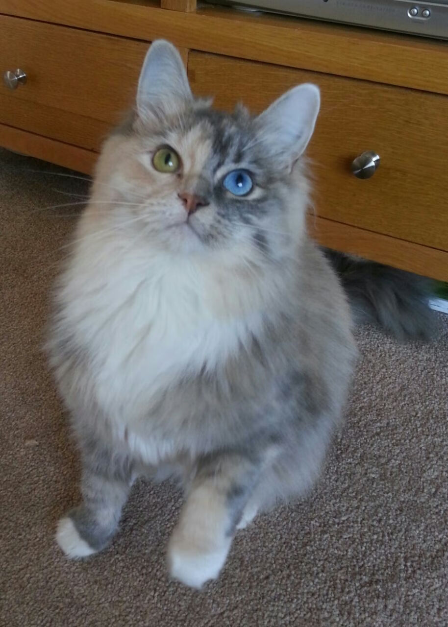 乐鱼（LEYU）体育-波波维奇100米自由泳决赛精彩纷呈，波波夫自由泳比赛视频