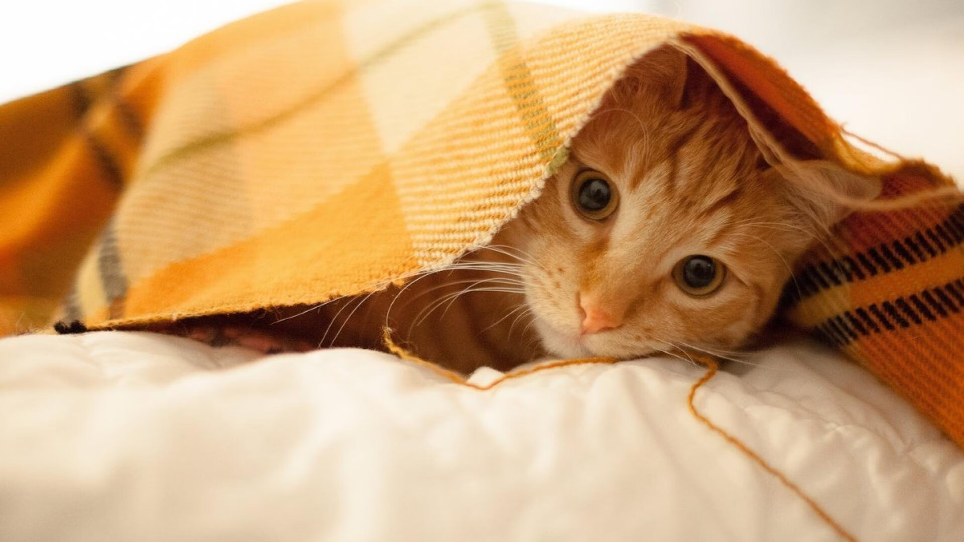 詹姆斯直播回应网友提问风趣十足，詹姆斯直播间在哪里